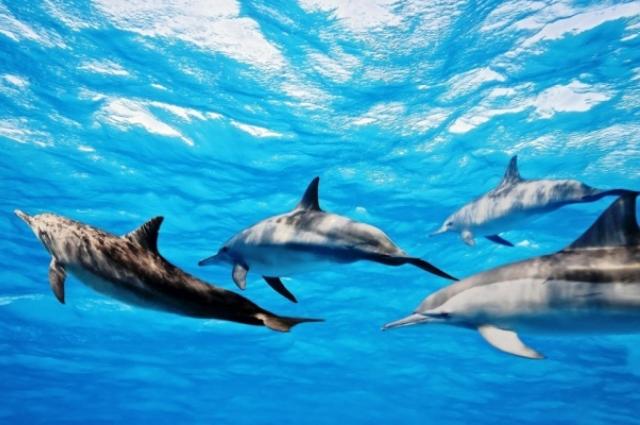 В мире китов и дельфинов